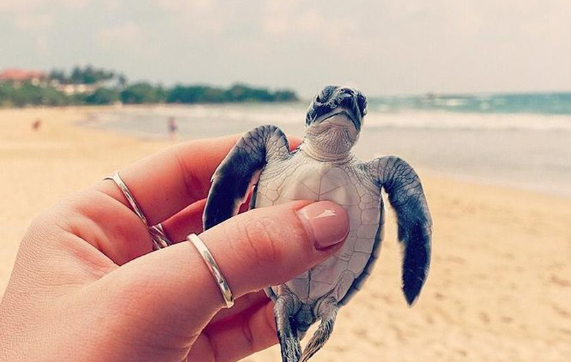 Turtle Hatchery