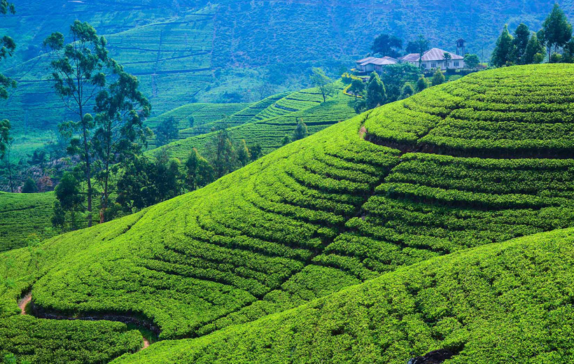 Nuwara Eliya