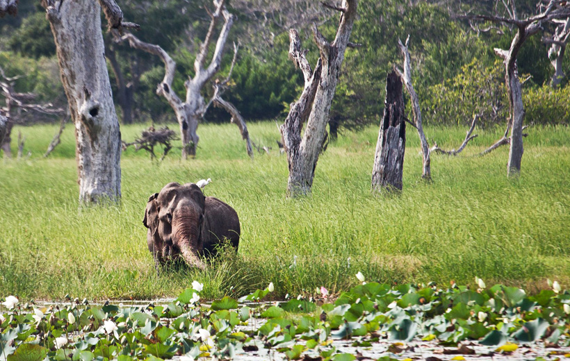 Yala National Park