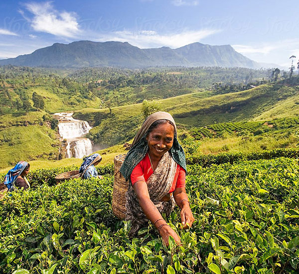 Nuwara Eliya