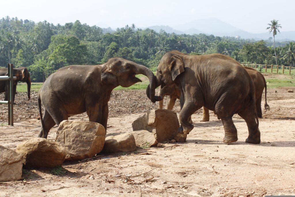 Best time to visit sri Lanka