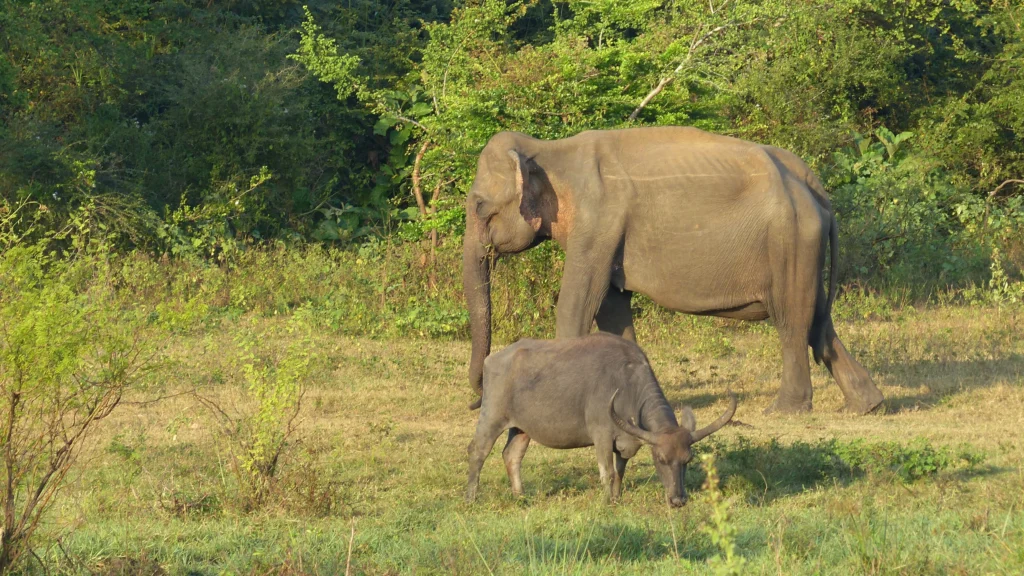 Best Wildlife Safaris in Sri Lanka