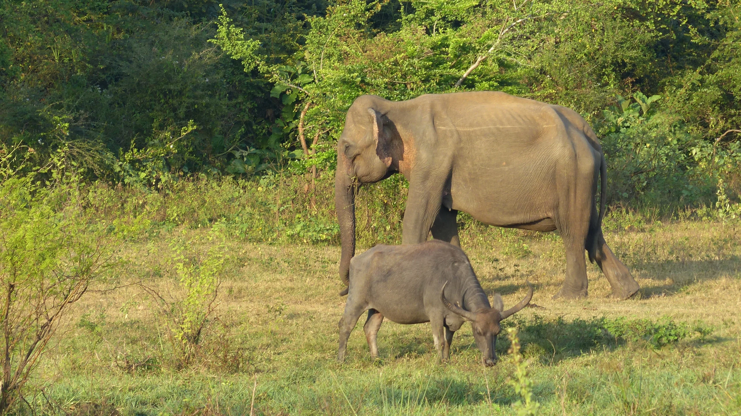 Best Wildlife Safaris in Sri Lanka